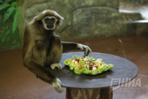 Звериная Масленица в нижегородском зоопарке