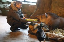 Звериная Масленица в нижегородском зоопарке