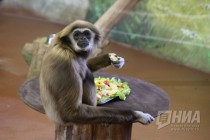 Звериная Масленица в нижегородском зоопарке