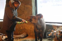 Звериная Масленица в нижегородском зоопарке