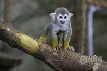 Беличий саймири