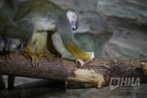 Звериная Масленица в нижегородском зоопарке