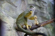 Звериная Масленица в нижегородском зоопарке