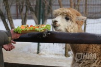Звериная Масленица в нижегородском зоопарке