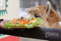 Звериная Масленица в нижегородском зоопарке