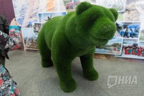 Мишка - символ Сокольского г.о. Изображение медведя находится на гербе округа