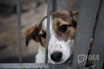 Законопроект об отлове всех безнадзорных животных в местах проведения мероприятий ЧМ поступил в ЗС НО