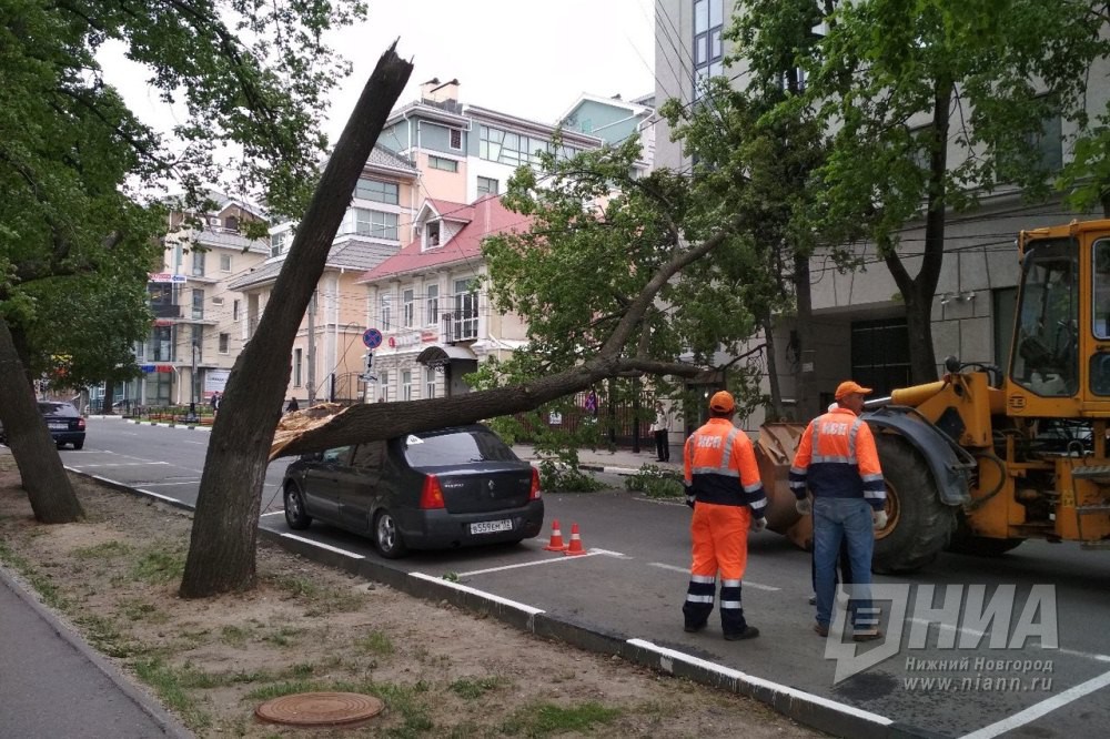 Движение в районе пл. Горького в Нижнем Новгороде парализовано из-за упавшего дерева 30 мая