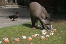 Тапир Клеопатра из нижегородского зоопарка предсказала победу Аргентины на ЧМ-2018