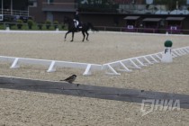 Этап Кубка мира по выездке в Нижнем Новгороде