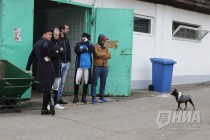 Этап Кубка мира по выездке в Нижнем Новгороде