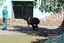 Тапир Клеопатра