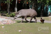 Тапиру предложены две миски с едой, на которых изображены флаги команд
