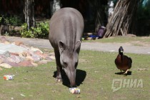 Клеопатра выбрала Швецию