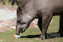 Но и от еды из миски с флагом Республики Корея тоже не отказалась