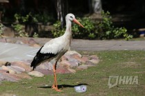 Птицы тоже заинтересовались происходящим