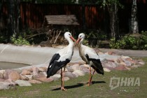 Пара белых аистов