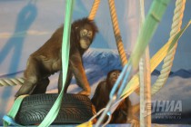 Орангутаны