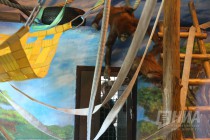 Орангутаны