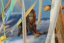 Орангутаны