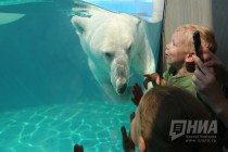 Вольер с белым медведем открылся в нижегородском зоопарке Лимпопо