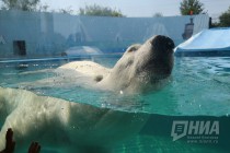Вольер с белым медведем открылся в нижегородском зоопарке Лимпопо