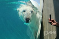 Вольер с белым медведем открылся в нижегородском зоопарке Лимпопо