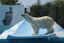 Вольер с белым медведем открылся в нижегородском зоопарке Лимпопо