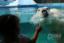 Вольер с белым медведем открылся в нижегородском зоопарке Лимпопо