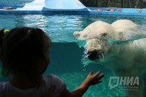 Вольер с белым медведем открылся в нижегородском зоопарке Лимпопо