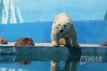 Вольер с белым медведем открылся в нижегородском зоопарке Лимпопо