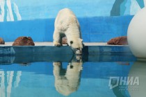 Вольер с белым медведем открылся в нижегородском зоопарке Лимпопо