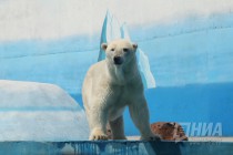 Вольер с белым медведем открылся в нижегородском зоопарке Лимпопо