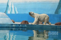 Вольер с белым медведем открылся в нижегородском зоопарке Лимпопо
