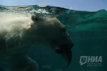 Вольер с белым медведем открылся в нижегородском зоопарке Лимпопо