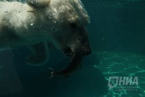 Вольер с белым медведем открылся в нижегородском зоопарке Лимпопо