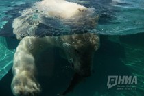 Вольер с белым медведем открылся в нижегородском зоопарке Лимпопо