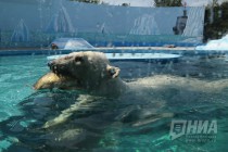 Вольер с белым медведем открылся в нижегородском зоопарке Лимпопо