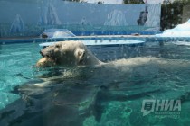 Вольер с белым медведем открылся в нижегородском зоопарке Лимпопо