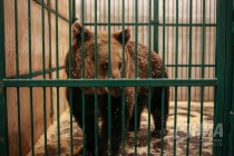 За кулисами шоу Гии Эрадзе Королевский цирк