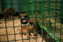 За кулисами шоу Гии Эрадзе Королевский цирк