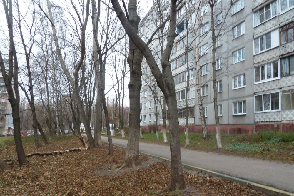Администрация Нижегородского района назвала включение деревьев в сквере на ул. Усилова в список вырубаемых "досадной ошибкой" Новости Нижнего Новгорода