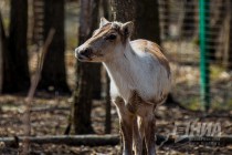 Пресс-тур по Керженскому заповеднику Нижегородской области