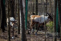 Пресс-тур по Керженскому заповеднику Нижегородской области