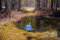 Пресс-тур по Керженскому заповеднику Нижегородской области