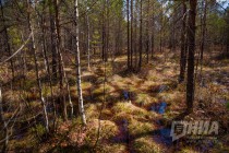 Пресс-тур по Керженскому заповеднику Нижегородской области