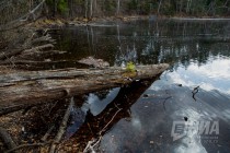 Пресс-тур по Керженскому заповеднику Нижегородской области