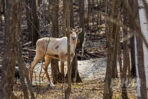 Пресс-тур по Керженскому заповеднику Нижегородской области