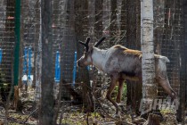 Пресс-тур по Керженскому заповеднику Нижегородской области