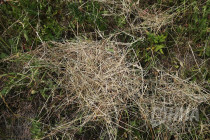 Календарный обряд проводов весны-встречи лета Похороны Сторомы провели в селе Шутилово Нижегородской области